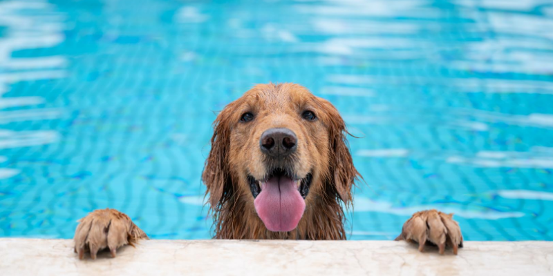 Dog best sale pool day